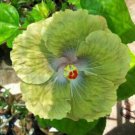 20 Hibiscus Seeds, Green Hibiscus, Green Flower Hibiscus Seeds, Hibiscus Rosa Sinensis