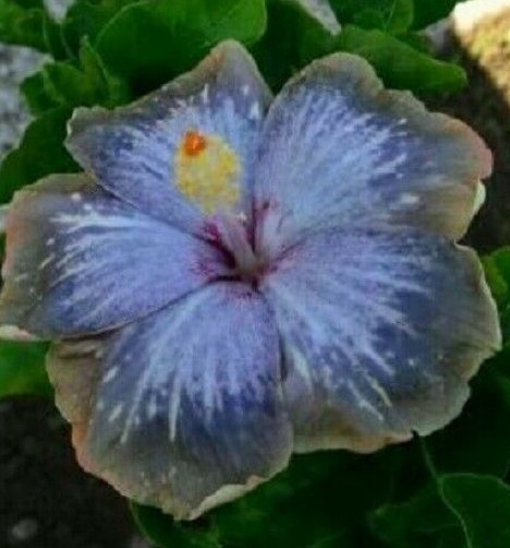 20 Hibiscus Seeds, Blue Silver Gray Hibiscus, Blue Hibiscus Seeds, Hibiscus Rosa Sinensis