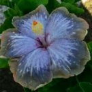 20 Hibiscus Seeds, Blue Silver Gray Hibiscus, Blue Hibiscus Seeds, Hibiscus Rosa Sinensis