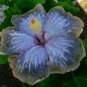 20 Hibiscus Seeds, Blue Silver Gray Hibiscus, Blue Hibiscus Seeds, Hibiscus Rosa Sinensis