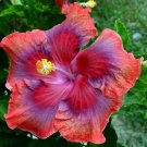 20 Hibiscus Seeds, Red Orange Pink Hibiscus, Pink Hibiscus Seeds, Hibiscus Rosa Sinensis