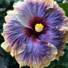20 Hibiscus Seeds, Purple Yellow Hibiscus, Purple Hibiscus Seeds, Hibiscus Rosa Sinensis