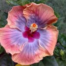 20 Hibiscus Seeds, Pink Purple Hibiscus, Pink Hibiscus Seeds, Hibiscus Rosa Sinensis
