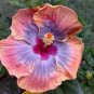 20 Hibiscus Seeds, Pink Purple Hibiscus, Pink Hibiscus Seeds, Hibiscus Rosa Sinensis