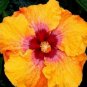 20 Hibiscus Seeds, Red Yellow Hibiscus, Yellow Hibiscus Seeds, Hibiscus Rosa Sinensis