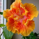 20 Hibiscus Seeds, Orange Hibiscus, Orange Yellow Hibiscus Seeds, Hibiscus Rosa Sinensis