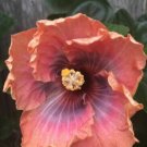 20 Hibiscus Seeds, Orange Pink Hibiscus, Pink Hibiscus Seeds, Hibiscus Rosa Sinensis