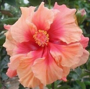 20 Hibiscus Seeds, Double Pink Hibiscus, Pink Orange Hibiscus Seeds, Hibiscus Rosa Sinensis