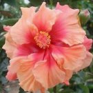 20 Hibiscus Seeds, Double Pink Hibiscus, Pink Orange Hibiscus Seeds, Hibiscus Rosa Sinensis