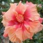 20 Hibiscus Seeds, Double Pink Hibiscus, Pink Orange Hibiscus Seeds, Hibiscus Rosa Sinensis