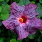 20 Hibiscus Seeds, Purple Hibiscus, Purple Flower Hibiscus Seeds, Hibiscus Rosa Sinensis