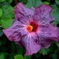 20 Hibiscus Seeds, Purple Hibiscus, Purple Flower Hibiscus Seeds, Hibiscus Rosa Sinensis