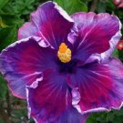 20 Hibiscus Seeds, Purple Blue Hibiscus, Purple Flower Hibiscus Seeds, Hibiscus Rosa Sinensis