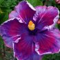 20 Hibiscus Seeds, Purple Blue Hibiscus, Purple Flower Hibiscus Seeds, Hibiscus Rosa Sinensis