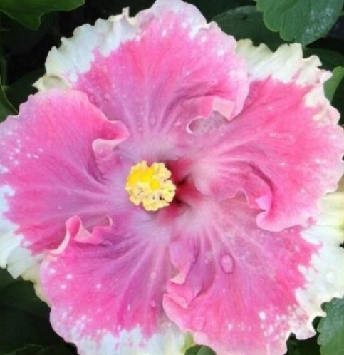 20 Hibiscus Seeds, White Pink Hibiscus, Light Pink Hibiscus Seeds, Hibiscus Rosa Sinensis