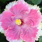 20 Hibiscus Seeds, White Pink Hibiscus, Light Pink Hibiscus Seeds, Hibiscus Rosa Sinensis