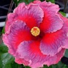 20 Hibiscus Seeds, Pink Purple Hibiscus, Pink Hibiscus Seeds, Hibiscus Rosa Sinensis