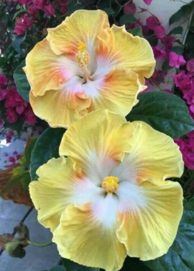 20 Hibiscus Seeds, Yellow White Hibiscus, Bright Yellow Hibiscus Seeds, Hibiscus Rosa Sinensis