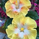 20 Hibiscus Seeds, Yellow White Hibiscus, Bright Yellow Hibiscus Seeds, Hibiscus Rosa Sinensis