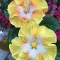 20 Hibiscus Seeds, Yellow White Hibiscus, Bright Yellow Hibiscus Seeds, Hibiscus Rosa Sinensis