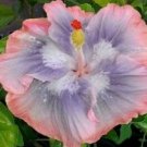 20 Hibiscus Seeds, Blue Pink Hibiscus, Pink Hibiscus Seeds, Hibiscus Rosa Sinensis
