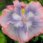 20 Hibiscus Seeds, Blue Pink Hibiscus, Pink Hibiscus Seeds, Hibiscus Rosa Sinensis