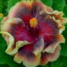 20 Hibiscus Seeds, Purple Maroon Hibiscus, Maroon Hibiscus Seeds, Hibiscus Rosa Sinensis