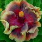 20 Hibiscus Seeds, Purple Maroon Hibiscus, Maroon Hibiscus Seeds, Hibiscus Rosa Sinensis
