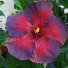 20 Hibiscus Seeds, Purple Pink Hibiscus, Purple Hibiscus Seeds, Hibiscus Rosa Sinensis