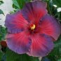 20 Hibiscus Seeds, Purple Pink Hibiscus, Purple Hibiscus Seeds, Hibiscus Rosa Sinensis