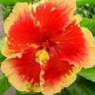 20 Hibiscus Seeds, Orange Hibiscus, Orange Yellow Hibiscus Seeds, Hibiscus Rosa Sinensis