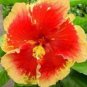 20 Hibiscus Seeds, Orange Hibiscus, Orange Yellow Hibiscus Seeds, Hibiscus Rosa Sinensis