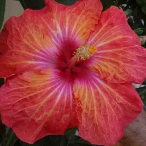 20 Hibiscus Seeds, Pink Orange Hibiscus, Pink Orange Red Hibiscus Seeds, Hibiscus Rosa Sinensis