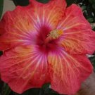 20 Hibiscus Seeds, Pink Orange Hibiscus, Pink Orange Red Hibiscus Seeds, Hibiscus Rosa Sinensis