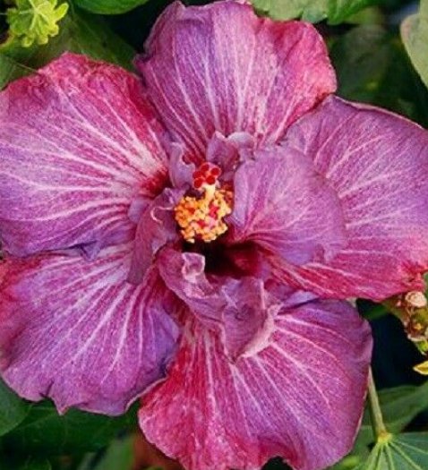 20 Hibiscus Seeds, Double Pink Hibiscus, Pink Hibiscus Seeds, Hibiscus Rosa Sinensis