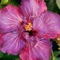 20 Hibiscus Seeds, Double Pink Hibiscus, Pink Hibiscus Seeds, Hibiscus Rosa Sinensis