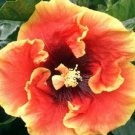 20 Hibiscus Seeds, Yellow Orange Hibiscus, Orange Hibiscus Seeds, Hibiscus Rosa Sinensis