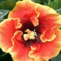20 Hibiscus Seeds, Yellow Orange Hibiscus, Orange Hibiscus Seeds, Hibiscus Rosa Sinensis