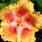 20 Hibiscus Seeds, Yellow Red Hibiscus, Yellow Hibiscus Seeds, Hibiscus Rosa Sinensis