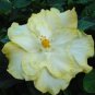20 Hibiscus Seeds, Double Yellow White Hibiscus, White Hibiscus Seeds, Hibiscus Rosa Sinensis