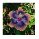 20 Hibiscus Seeds, Purple Pink Hibiscus, Blue Purple Pink Hibiscus Seeds, Hibiscus Rosa Sinensis