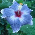 20 Hibiscus Seeds, Blue Hibiscus, Blue Silver Hibiscus Seeds, Hibiscus Rosa Sinensis