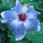 20 Hibiscus Seeds, Blue Hibiscus, Blue Silver Hibiscus Seeds, Hibiscus Rosa Sinensis