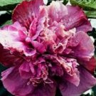 20 Hibiscus Seeds, Double Pink Purple Hibiscus, Pink Hibiscus Seeds, Hibiscus Rosa Sinensis