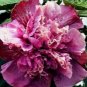 20 Hibiscus Seeds, Double Pink Purple Hibiscus, Pink Hibiscus Seeds, Hibiscus Rosa Sinensis