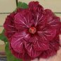 20 Hibiscus Seeds, Double Dark Pink Hibiscus, Pink Hibiscus Seeds, Hibiscus Rosa Sinensis