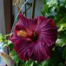 20 Hibiscus Seeds, Pink Purple Hibiscus, Dark Pink Purple Hibiscus Seeds, Hibiscus Rosa Sinensis
