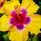 20 Hibiscus Seeds, Yellow Pink Hibiscus, Yellow Hibiscus Seeds, Hibiscus Rosa Sinensis