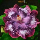 20 Hibiscus Seeds, Pink Purple Hibiscus, Silver Pink Purple Hibiscus Seeds, Hibiscus Rosa Sinensis