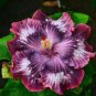 20 Hibiscus Seeds, Pink Purple Hibiscus, Silver Pink Purple Hibiscus Seeds, Hibiscus Rosa Sinensis